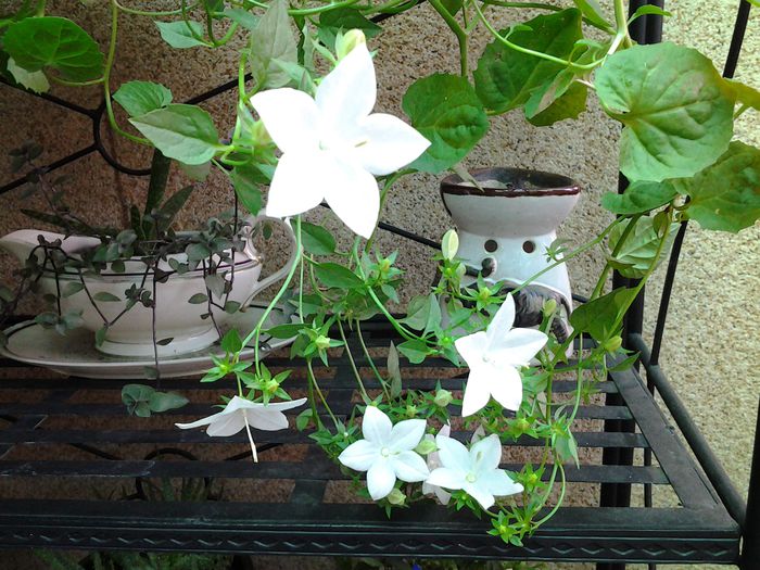 20140702_144817 - iulie 2014