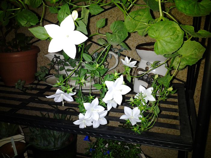 20140703_210414 - iulie 2014