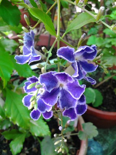 20140704_153753 - iulie 2014