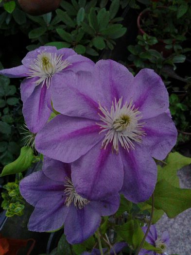 20140703_210222 - iulie 2014