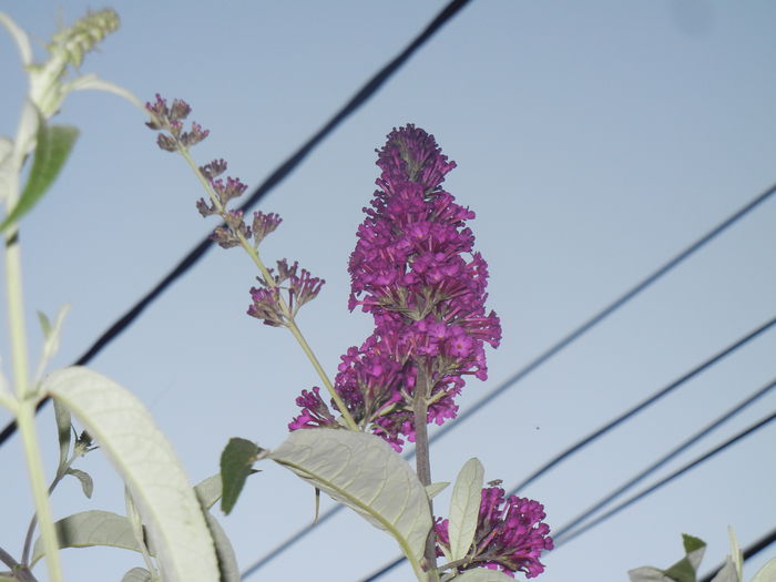 Buddleja Border Beauty (2014, Jun.27)