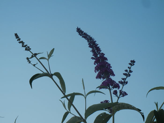 Buddleja Border Beauty (2014, Jun.27) - Buddleja Border Beauty