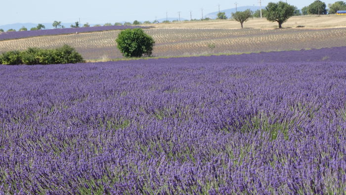 2014_07020296 - Valensole