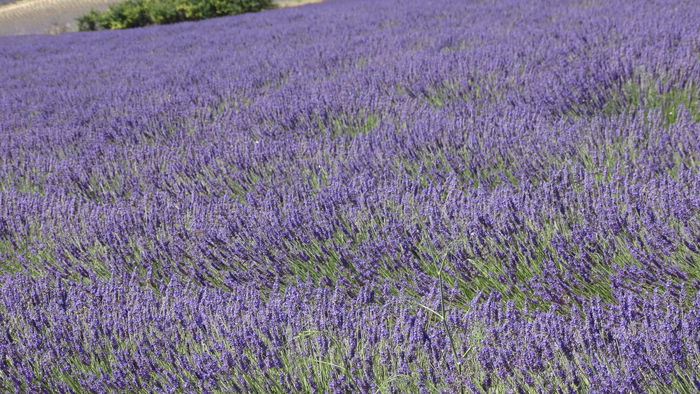 2014_07020297 - Valensole