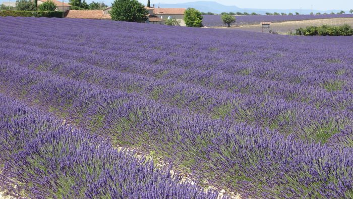 2014_07020298 - Valensole