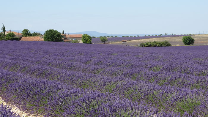 2014_07020301 - Valensole