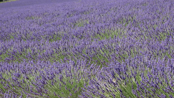 2014_07020305 - Valensole