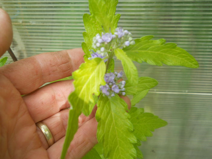 Caryopteris variegata