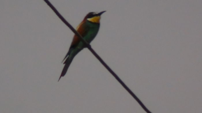 prigoria in sfarsit se vede mai colorata - n-vizitatorii gradinii-2014