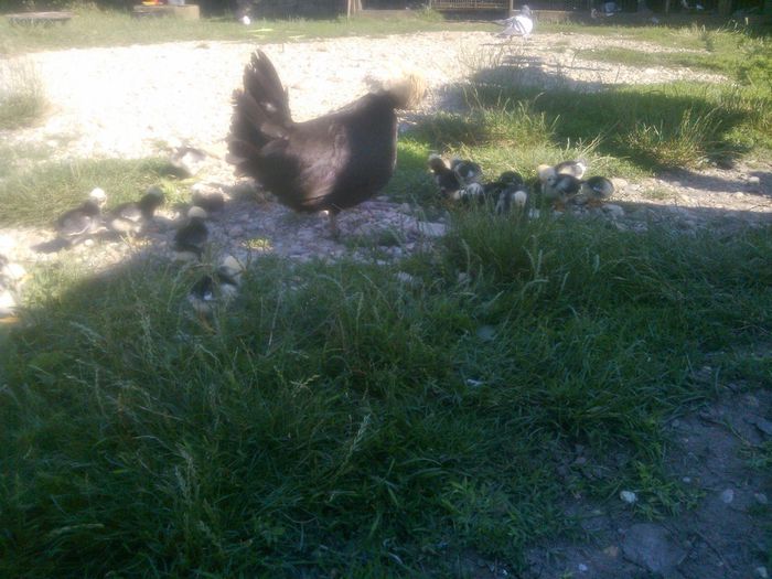 CEA-LALTA CLOSCA CU PUIUTI..