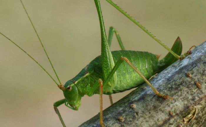 *se urca pe piciorul lui neymar si danseaza*