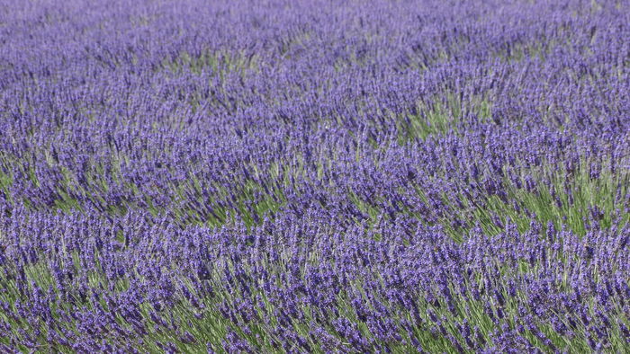 2014_07020312 - Valensole