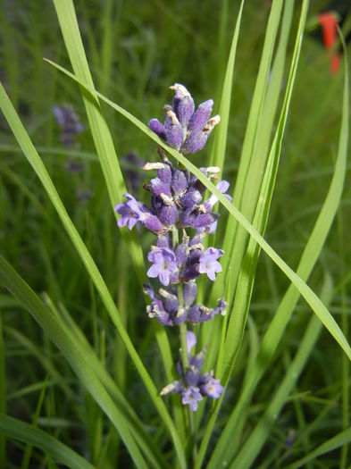 Lavender_Lavanda (2014, June 27) - LAVENDER Lavanda