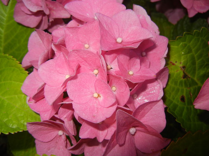 Hydrangea macrophylla (2014, June 27) - HYDRANGEA Hortensia