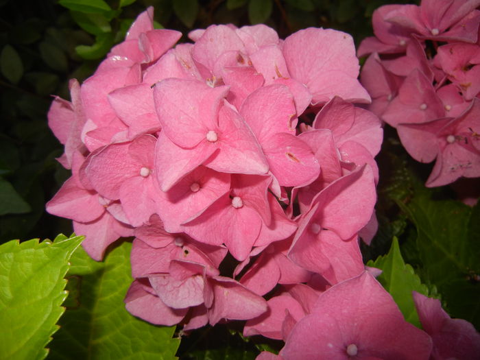 Hydrangea macrophylla (2014, June 27) - HYDRANGEA Hortensia