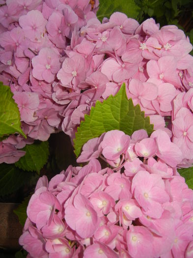 Hydrangea macrophylla (2014, June 27)