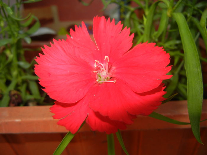 Red Dianthus (2014, June 27) - DIANTHUS_Garoafe Garofite