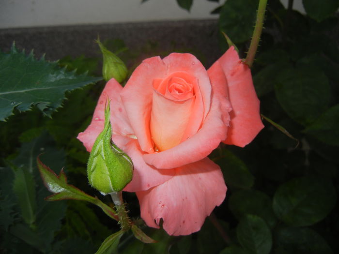 Bright Salmon Rose (2014, June 04)