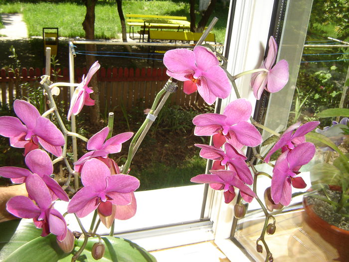 19 - orhidee