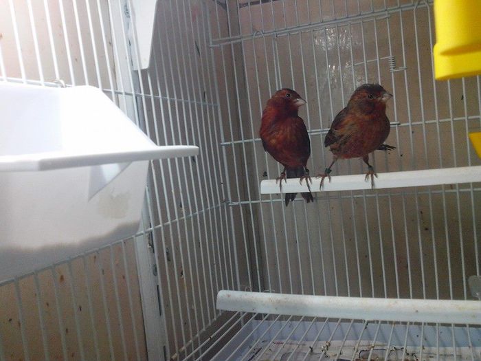 10261999_467603750051504_1249711594799745596_n