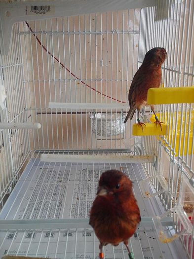 10352998_478557805622765_3502993282764596594_n