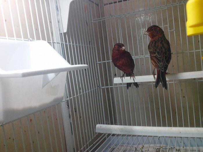 10367732_467480246730521_3882991586201781322_n