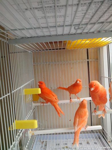 10409626_478557942289418_699585502773031957_n