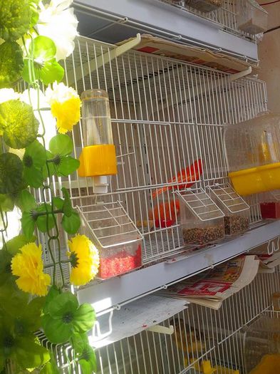 10414381_478557542289458_2549893472053017300_n