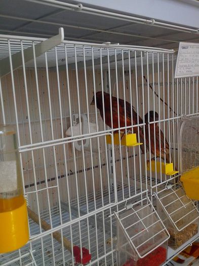 10414491_478558055622740_8342743892185759243_n