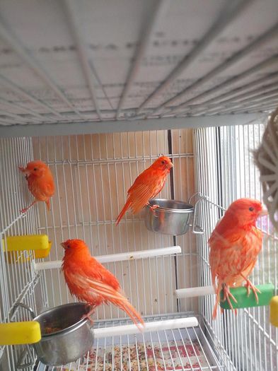 10426637_474733039338575_9046491941075775963_n