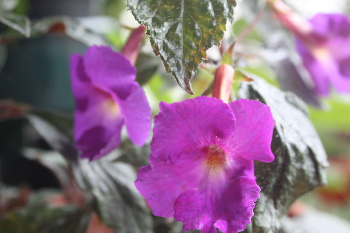 IMG_2360 - 2014 iulie