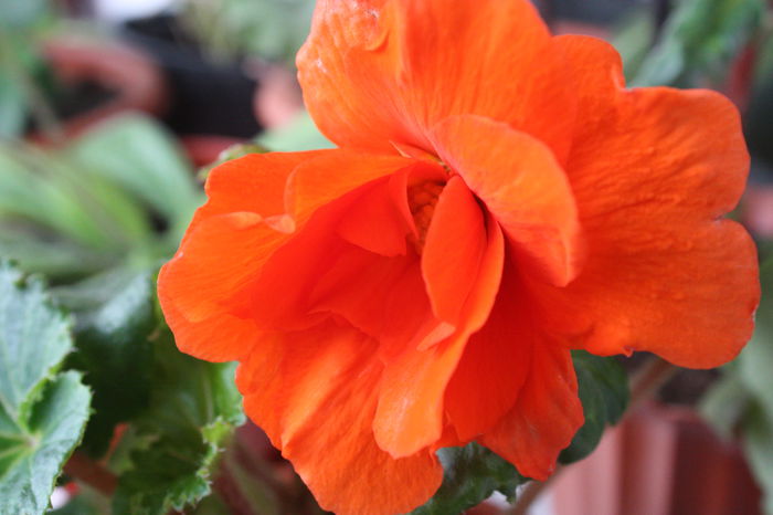 IMG_2362 - 2014 iulie