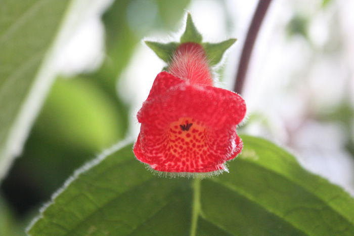 IMG_2361 - 2014 iulie