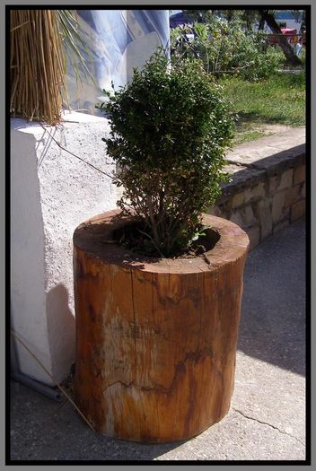 Ghiveci rustic sculptat in copac.; Nume:ghiveci
Inaltime:30 cm 
Material:lemnos
Bait:da (2 straturi)
Culoare:pin
Calitatea:1
Pret:20-25 lei/buc
