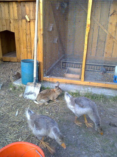 pasari gramada 002 - cotetul si pasarile ce se adapostesc in el