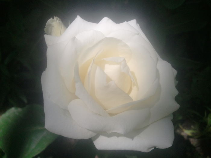 2014-07-02 14.02.35 - trandafiri
