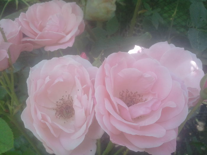 2014-07-02 14.07.40 - trandafiri