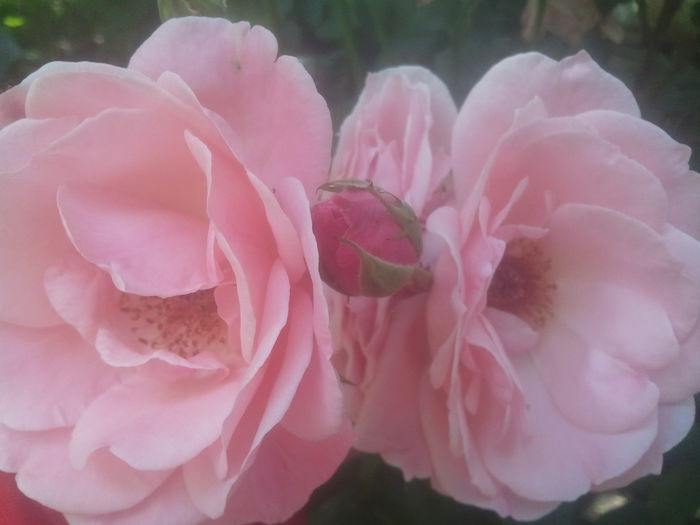 2014-07-02 14.08.07 - trandafiri