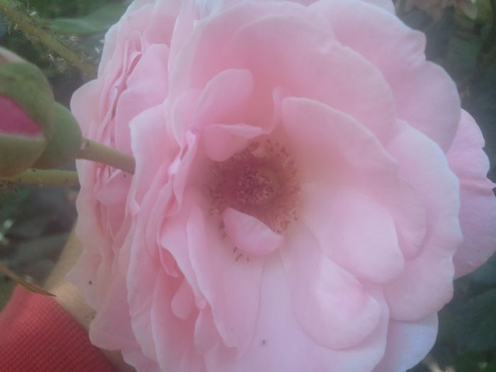 2014-07-02 14.08.16 - trandafiri