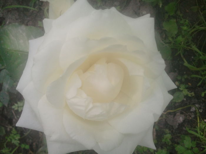2014-07-03 16.58.16 - trandafiri