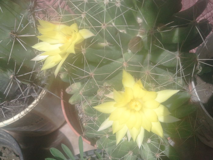 2014-07-02 11.54.51 - cactusi