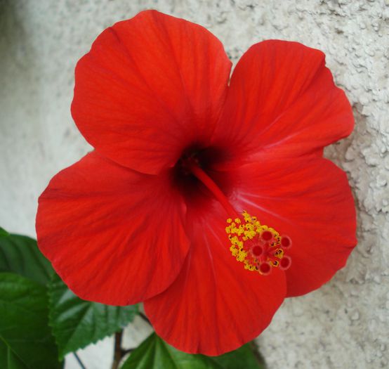 Iunie 2014 - Hibiscus