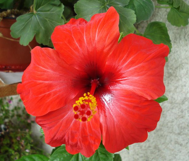 Iunie 2014 - Hibiscus