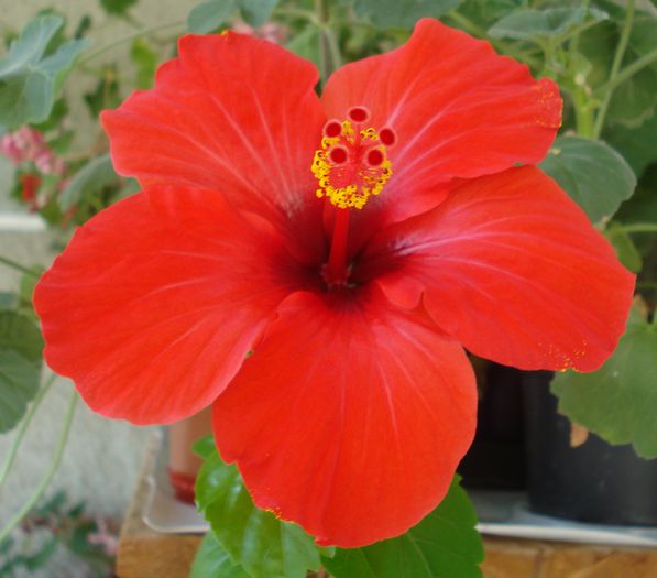 Iulie 2014 - Hibiscus