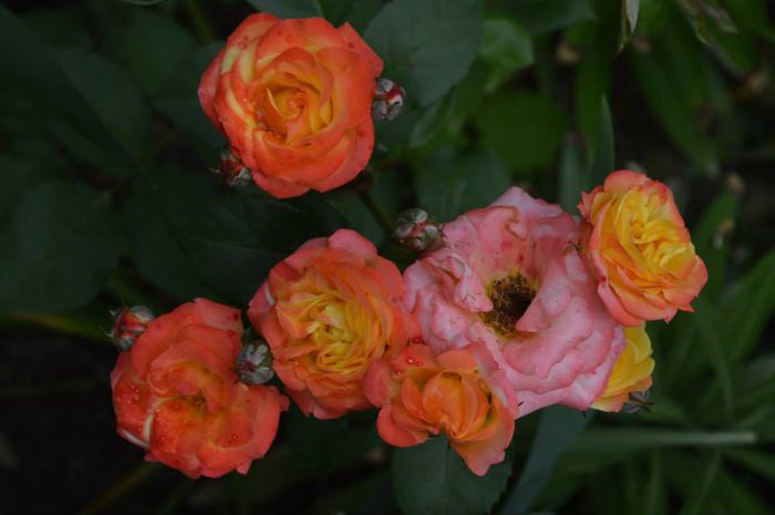 10303464_580780228686336_7820358495748826661_n