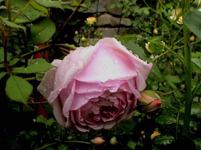 Alan Titchmarsh (2) - Alan Titchmarsh