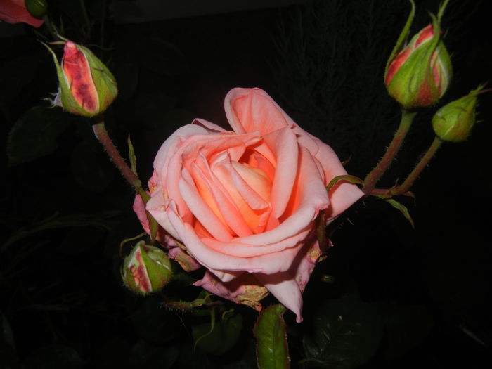 Bright Salmon Rose (2014, June 06)