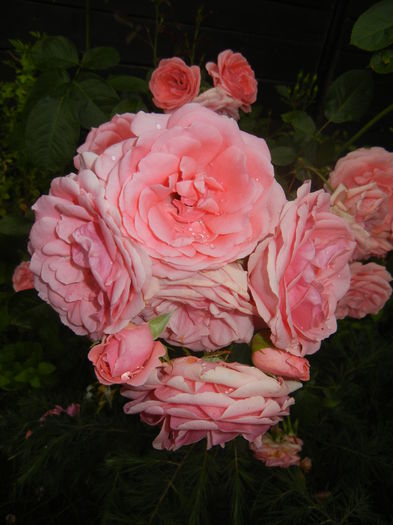 Rose Pleasure (2014, June 07)