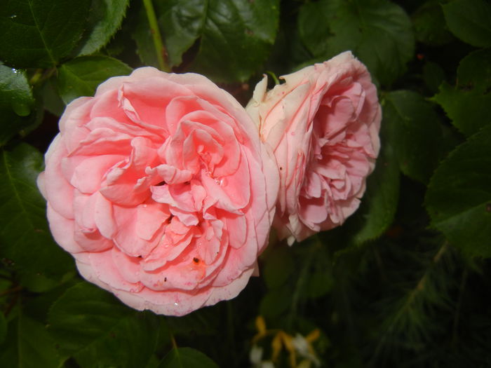 Rose Pleasure (2014, June 07)
