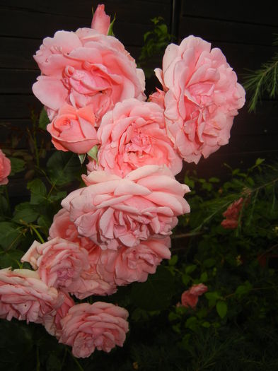 Rose Pleasure (2014, June 07) - Rose Pleasure